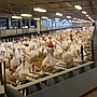 Krajowe Programy zwalczania niektórych serotypów Salmonella w stadach drobiu w 2014 r. Krajowe Programy zwalczania niektórych serotypów Salmonella w stadach drobiu w 2014 r.