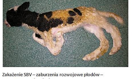 Zakażenia wirusem Schmallenberg Zakażenia wirusem Schmallenberg