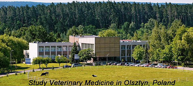Studia na Wydziale Medycyny Weterynaryjnej w Olsztynie w języku angielskim